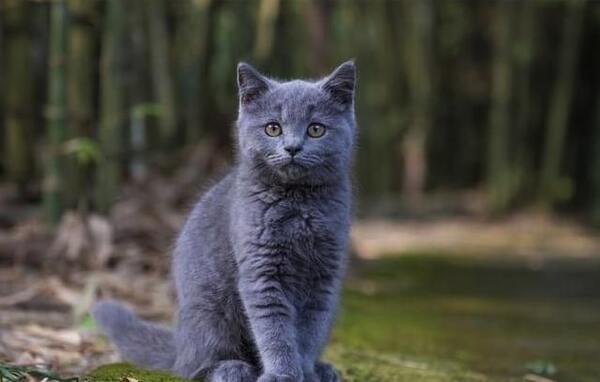 Mèo Nga xanh
