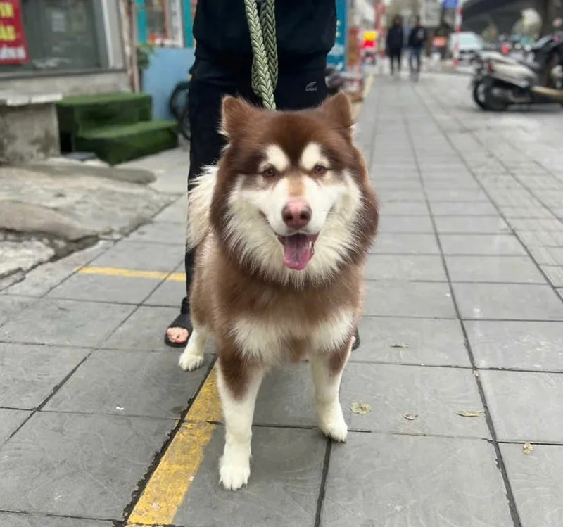 Giá chó Alaska hiện nay dao động khá rộng tùy nguồn gốc, giấy tờ, màu lông, kích thước và nơi bán.