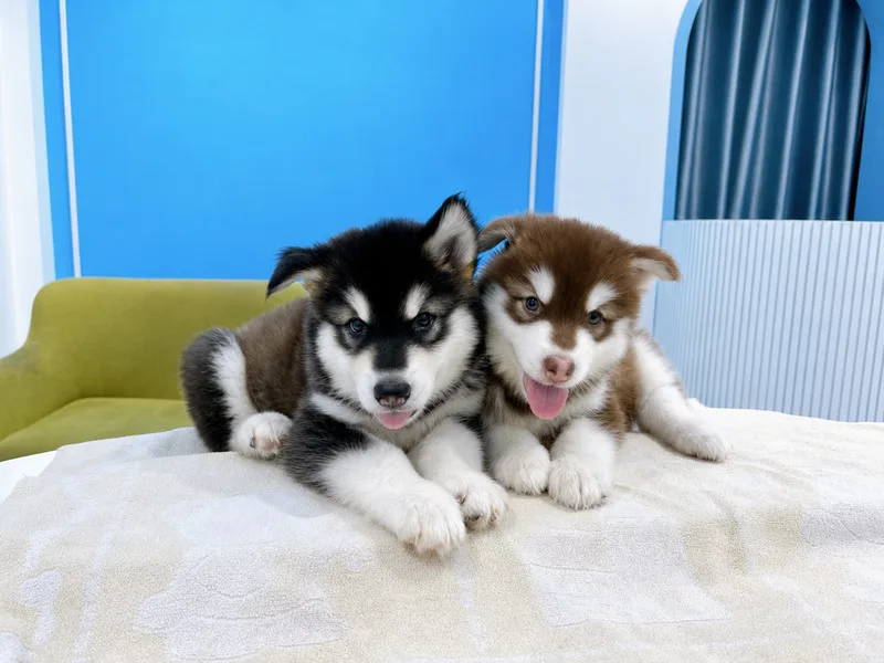 Alaska sinh sản trong nước là lựa chọn phổ biến cho người mới nuôi vì giá dễ tiếp cận và dễ xem chó trực tiếp.