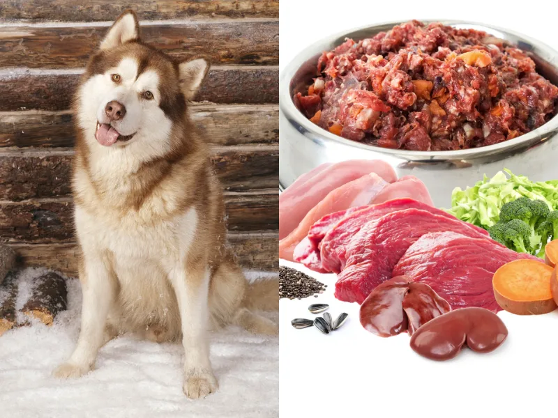 Nuôi Alaska cần chuẩn bị thêm chi phí thức ăn, thú y, spa, phụ kiện và chăm lông định kỳ.