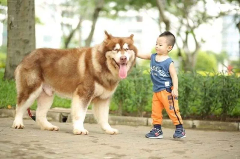 Alaska phù hợp với người có không gian sống rộng, thời gian vận động và ngân sách chăm sóc ổn định.