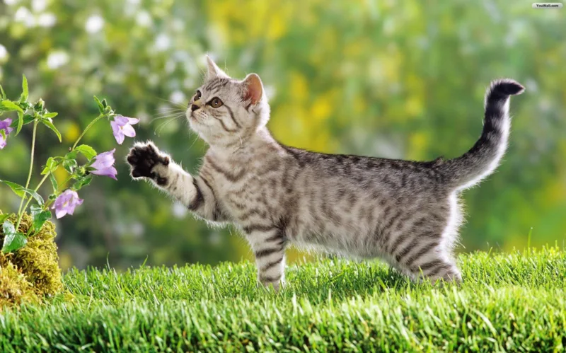 Mèo cảnh giá dưới 1 triệu thường phù hợp với mèo ta, mèo lai hoặc mèo cần tìm chủ mới, không nên kỳ vọng mèo thuần chủng giá quá thấp.