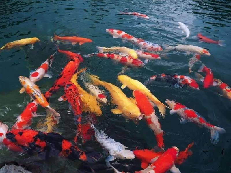 1 con ca koi bao nhieu tien
