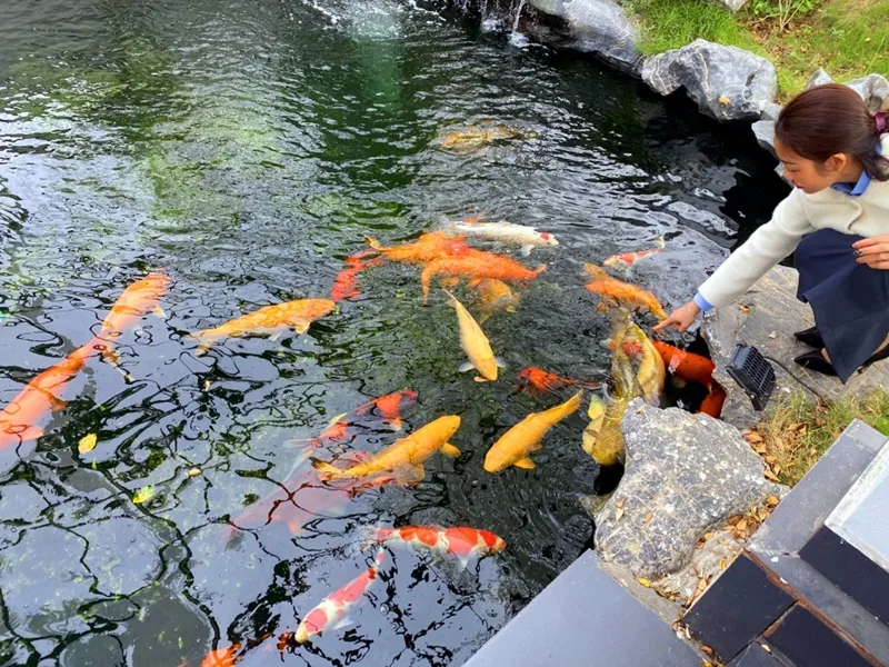 1 con ca koi bao nhieu tien