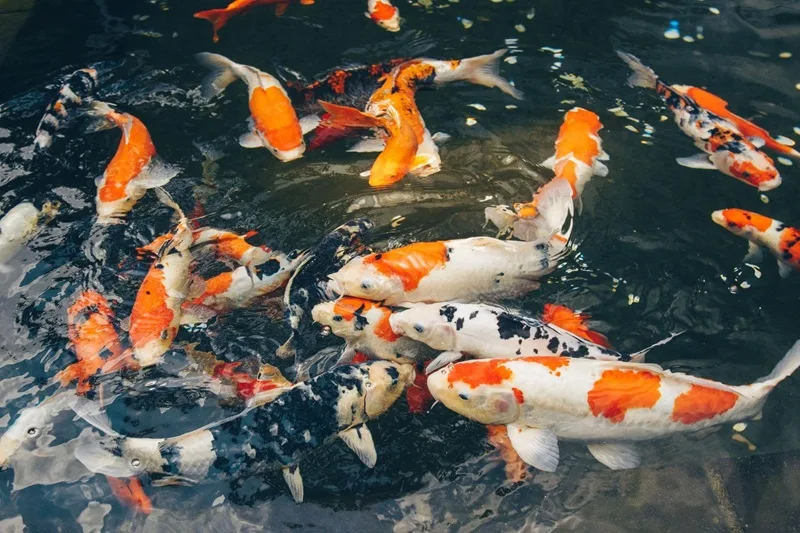 1 con ca koi bao nhieu tien