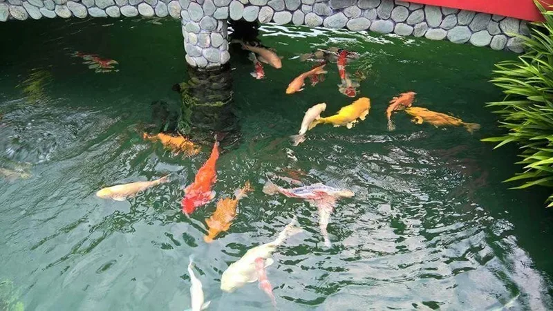 1 con ca koi bao nhieu tien