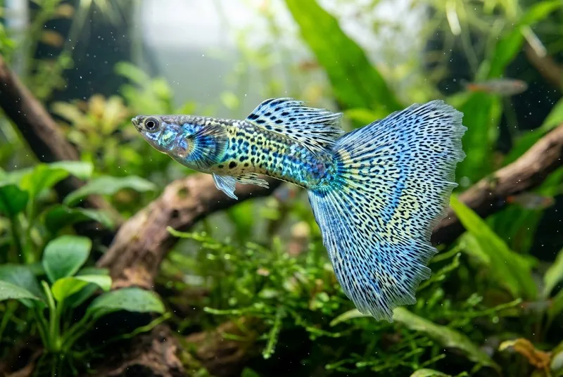 Những lưu ý khi nuôi cá bảy màu