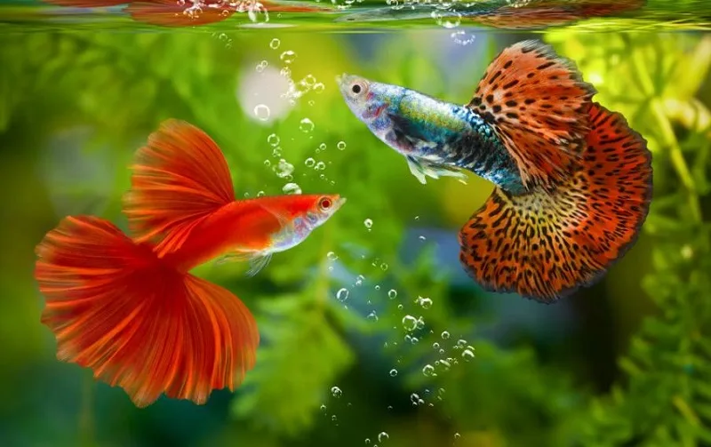 Cách đưa cá mới mua vào bể