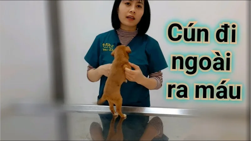 Chó đi ngoài ra máu là dấu hiệu của bệnh gì?