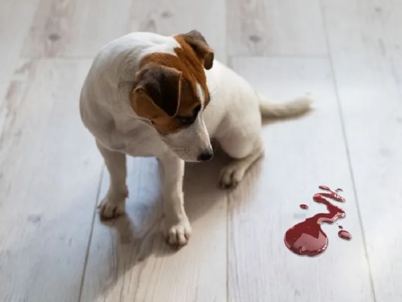 Chó đi ngoài ra máu có thể do táo bón và rặn nhiều khi đi ngoài